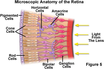 human vision figure5