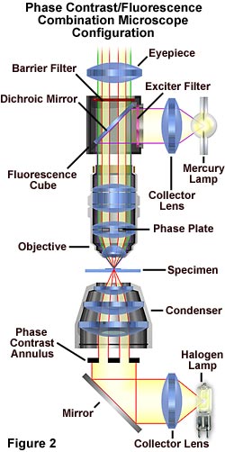 phasefluoro