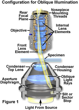 oblique figure1