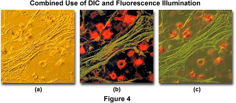 dicfluorescence