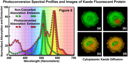 光轉(zhuǎn)換的光譜分布和Kaede熒光蛋白