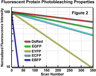 fpimagingfigure2