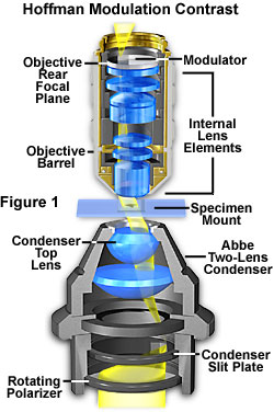 hoffman figure1