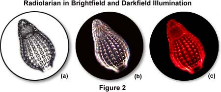 radiolarians