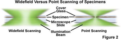 confocal1figure2