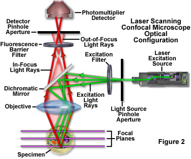 confocalintrofigure2