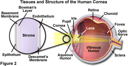 human vision figure2