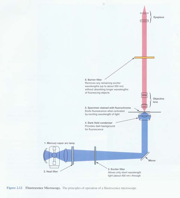 熒光顯微鏡的結構