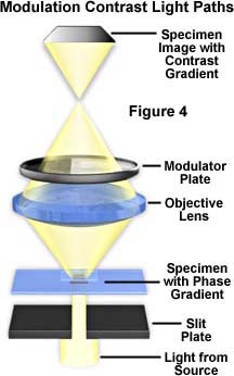 modulationpaths