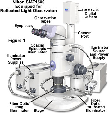 stereoreflected figure1