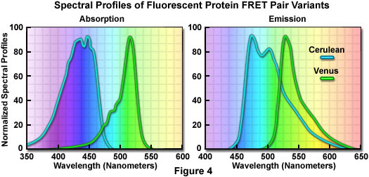 FRET熒光蛋白對(duì)變種的光譜