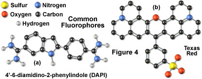 fluo roover view figure4