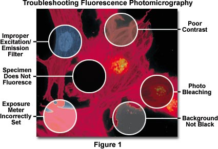 fluorescenceheader