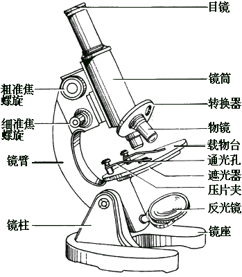 單筒顯微鏡的結(jié)構(gòu)