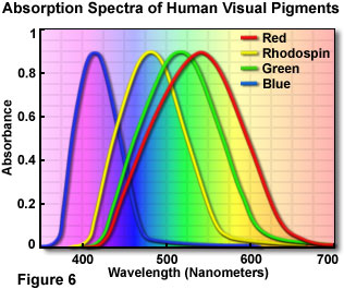 human vision figure6