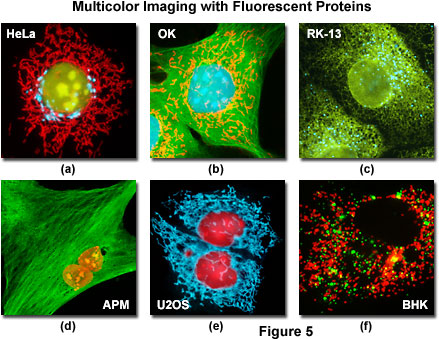 fpimaging figure5