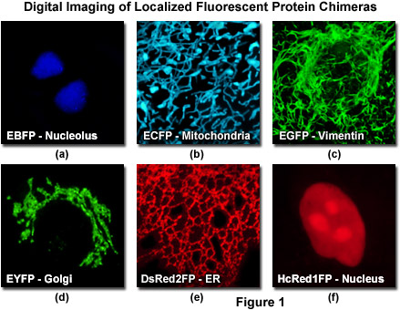 fpimaging figure1