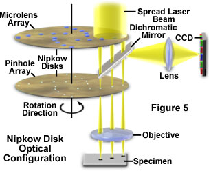 confocal1figure5