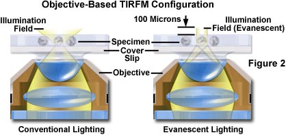 tirf mintro figure2