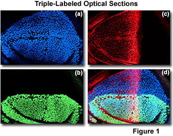 confocal2 figure1