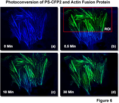 fpimaging figure6