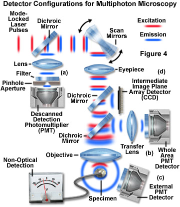 multiphotonintro figure4