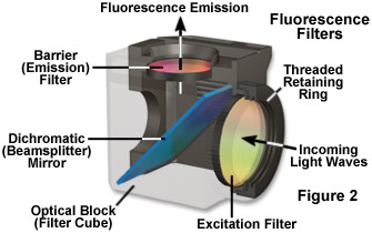 fluorointro figure2