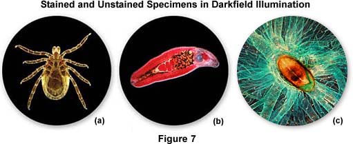 darksamples