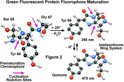 綠色熒光蛋白的熒光變化