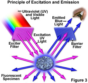 fluo roover view figure3