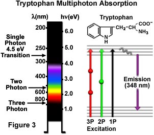 tryptophan