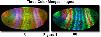 three color figure1