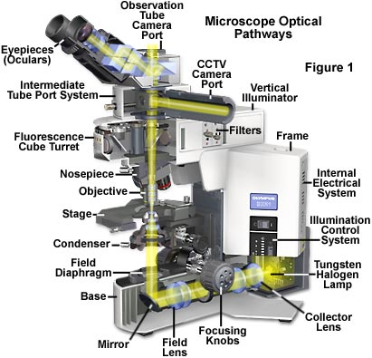 opticalpaths