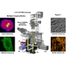 尼康顯微鏡：活細(xì)胞成像的光學(xué)系統(tǒng)和探測(cè)器的要求