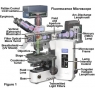 奧林巴斯顯微鏡：熒光顯微鏡解剖式講解